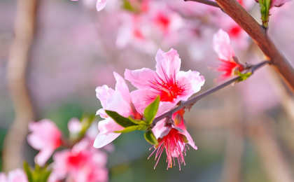 春光正好！延时摄影带你看桃花“醒”来