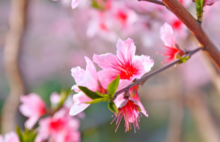 春光正好！延时摄影带你看桃花“醒”来