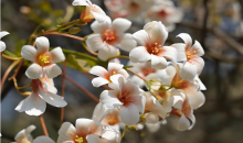 云南广南：万亩油桐花迎来最佳观赏期  