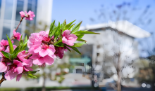 郑州街头繁花盛开 处处皆是生机与浪漫  