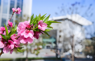 郑州街头繁花盛开 处处皆是生机与浪漫  