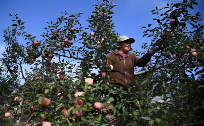 致敬治沙人！陕西苹果种植带北扩至毛乌素南缘
