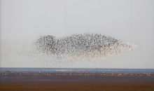 春融兴凯湖 万鸟逐浪来