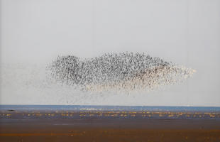 春融兴凯湖 万鸟逐浪来