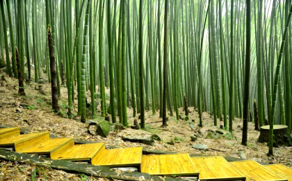 创新驱动竹产业拔节登高    