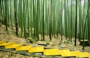 创新驱动竹产业拔节登高    