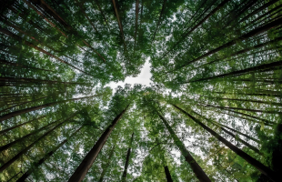 合力植绿，为山川大地增添锦绣