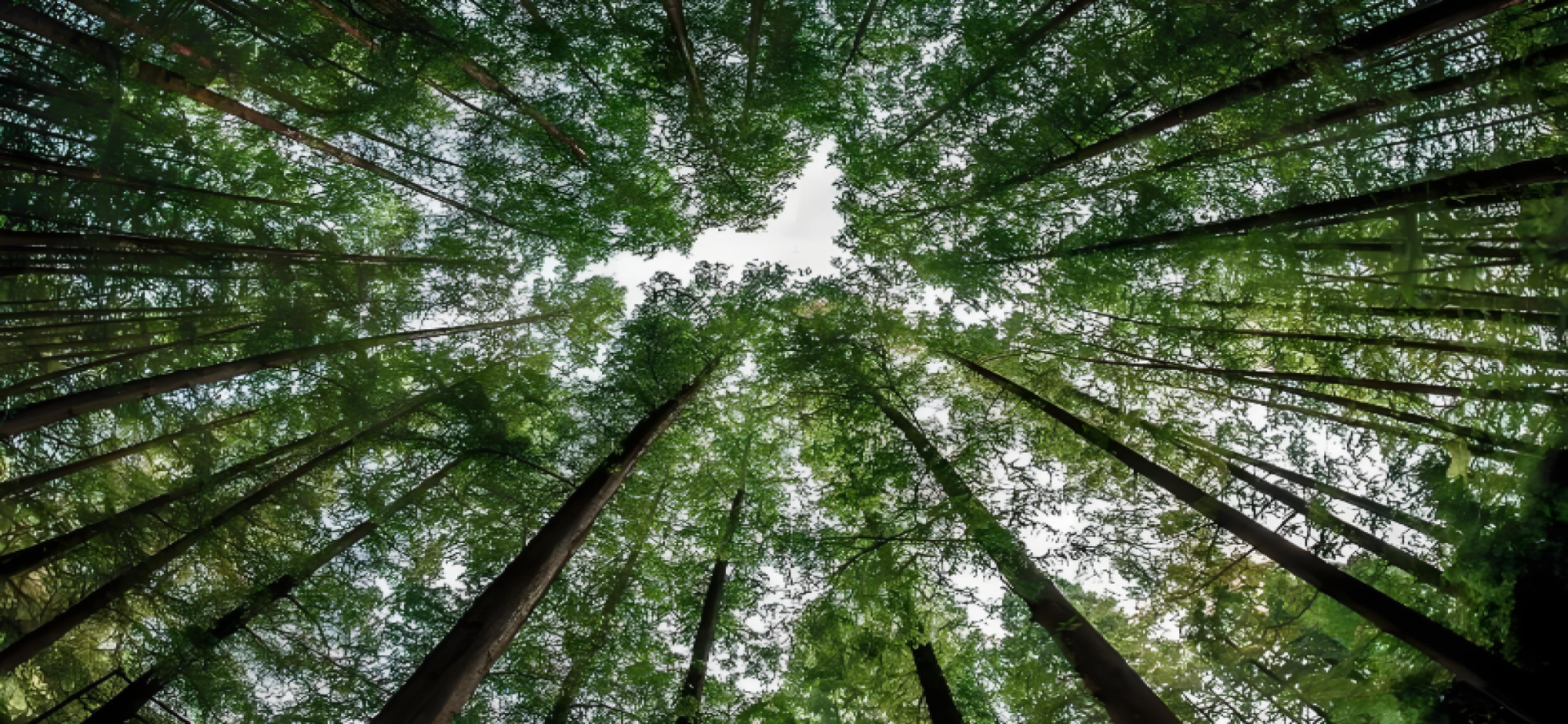合力植绿，为山川大地增添锦绣