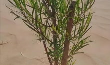 致敬！治沙人在沙漠腹地用水冲法种树