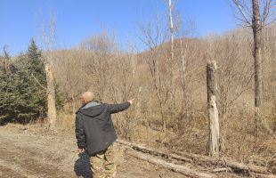 承包荒山种好树  林权受损无说法