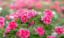 菏泽牡丹瓷：留住花开之美  