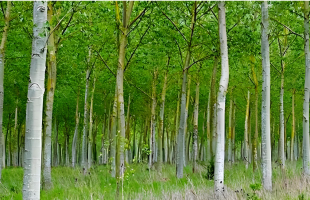 林木育种专家：治理杨絮，有了“治本”的办法 