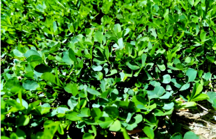 气象数据变信用资产！全国首单苜蓿气候贷为何落地这里？  