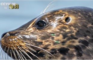 海豹放归大海前，饲养员哽咽叮嘱