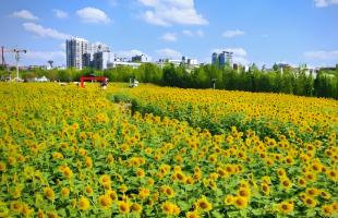 岷江畔，从工厂围江到花海绽放