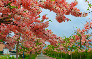 云南石屏神黄豆花盛放  