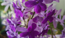 蓝花藤迎盛花期 “花瀑”绵延数十米