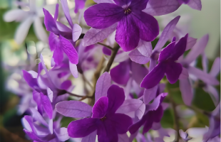 蓝花藤迎盛花期 “花瀑”绵延数十米