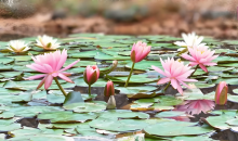 好运“莲莲”！睡莲绽放美如油画 