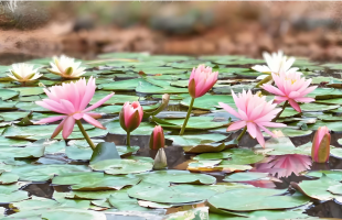 好运“莲莲”！睡莲绽放美如油画 