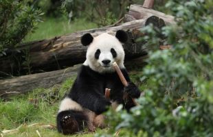 中美开启新一轮大熊猫保护合作 “平平”“福双”将赴美  