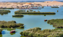 宁夏沙湖：芦苇泛绿 小鸟新生  