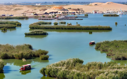 宁夏沙湖：芦苇泛绿 小鸟新生  