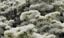 美好！武汉一流苏古树开花 