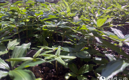 云南镇沅向林下要什么？    