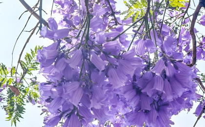 厦门蓝花楹“浪漫倾城”  