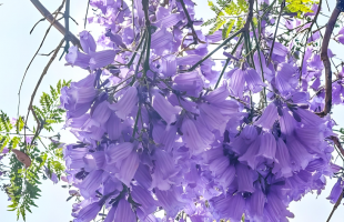 厦门蓝花楹“浪漫倾城”  