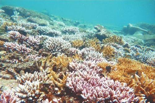 南海生物种质.jpg