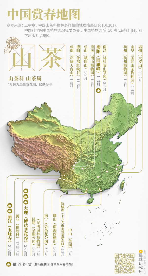 山茶1.png