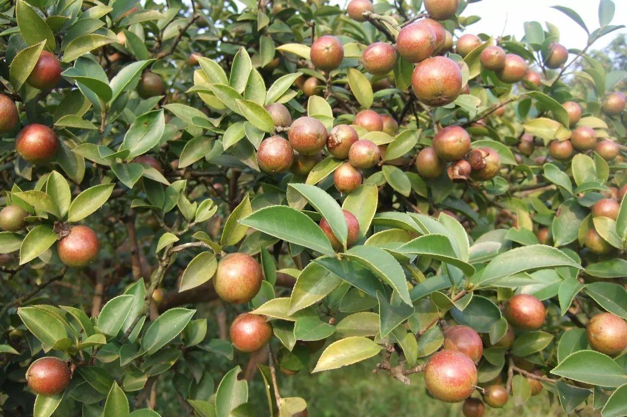 油茶.jpg