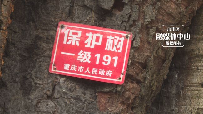 古树1.jpg