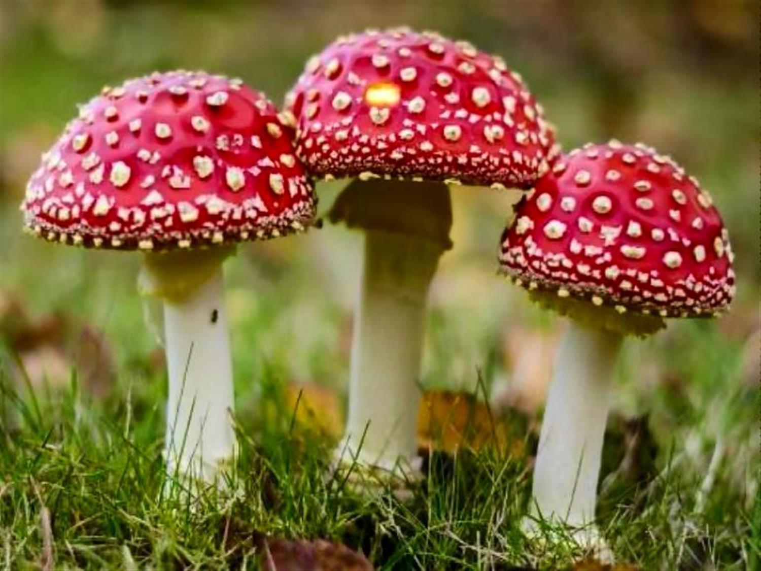 野蘑菇.jpg
