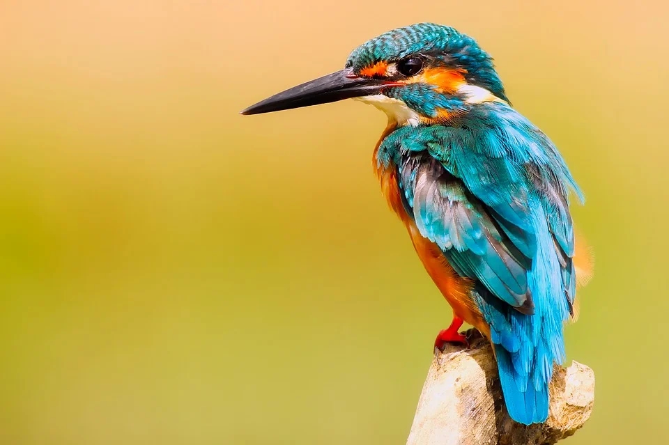 kingfisher-2046453_960_720.webp.jpg