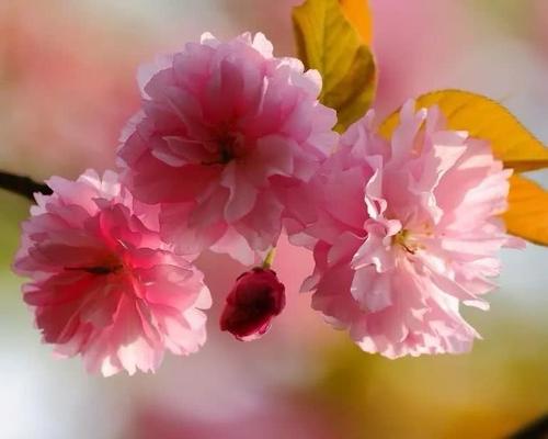 樱花.jpg