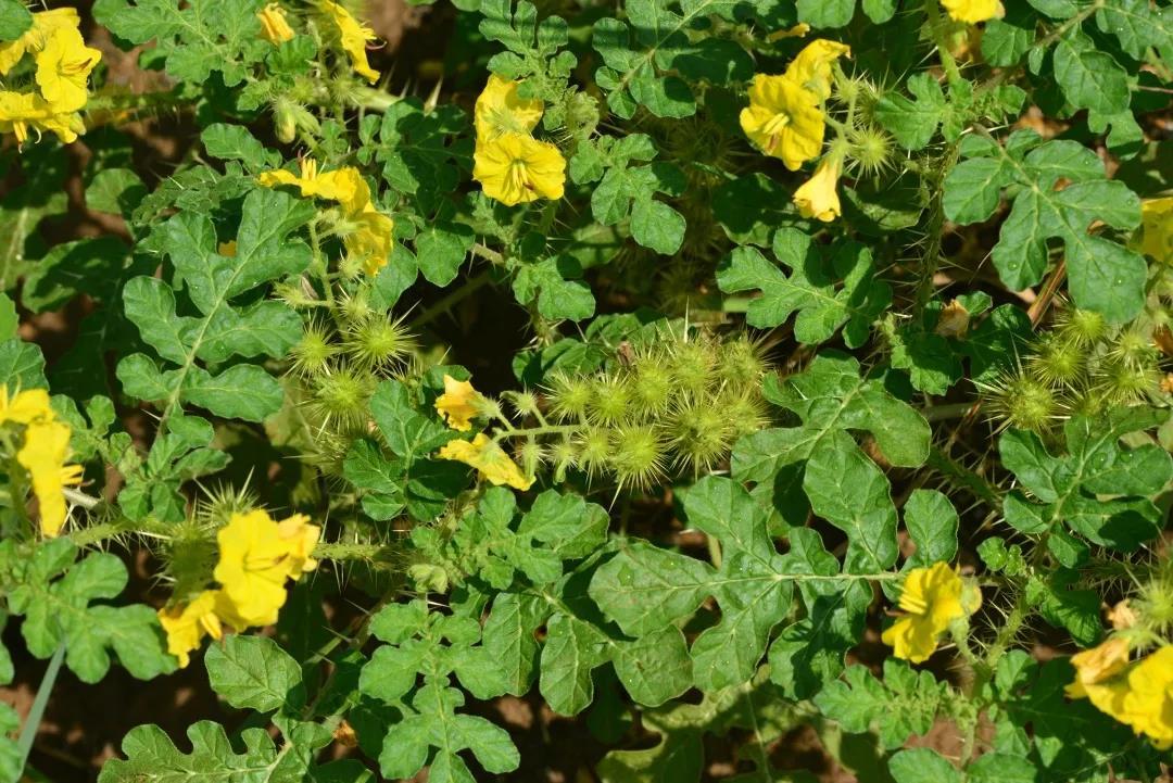 黄花刺茄.jpg