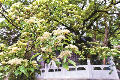 满树银华.jpg