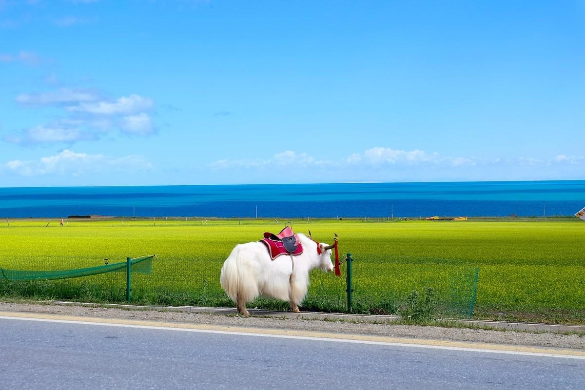 青海湖.jpg