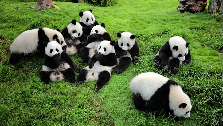 熊猫.jpg