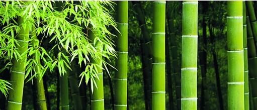 竹产业.jpg