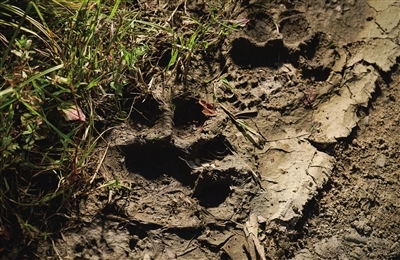 野生东北虎在生态田中留下的脚印。受访者供图