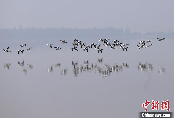 洞庭湖区大通湖内，越冬候鸟掠过水面。　徐钢 摄