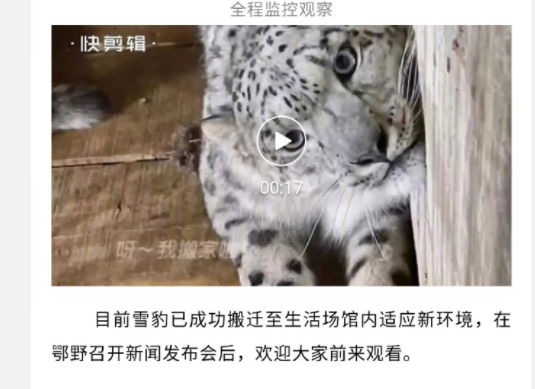 网友发布截图显示，鄂尔多斯野生动物园曾发文称，被救助的雪豹“将和大家见面”。来源：网络。