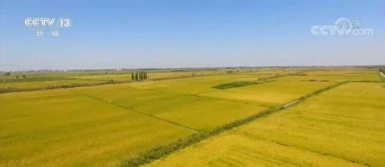落实国家粮食战略 新疆优质高产耐盐碱水稻单产创新高