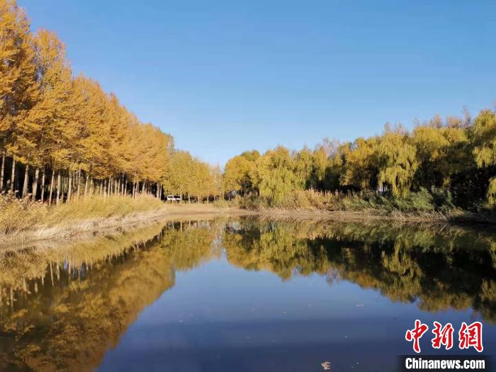 【母亲河畔的中国】黄河穿沙而入内蒙古筑起“保卫黄河”绿色屏障