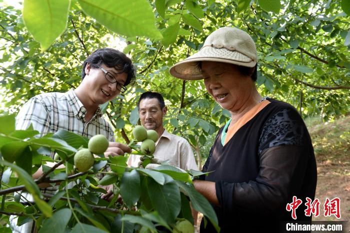 湖北一留法硕士回乡创业成全县“核桃大王”