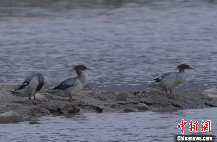 中华秋沙鸭在滩涂上踱步 广东省林业局 供图